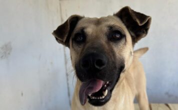 Nubea disponibiliza 15 cães para adoção em Criciúma