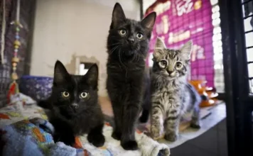 Comissão aprova programa nacional para cães e gatos