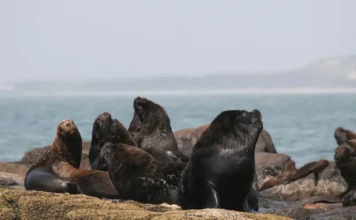 Ilha dos Lobos abre vagas para pesquisadores