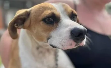 Sombrio abre agendamento para castração gratuita de pets