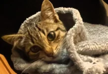 Feira de adoção de gatos ocorre neste sábado em Criciúma