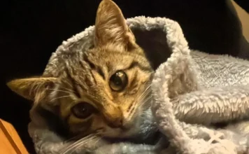 Feira de adoção de gatos ocorre neste sábado em Criciúma