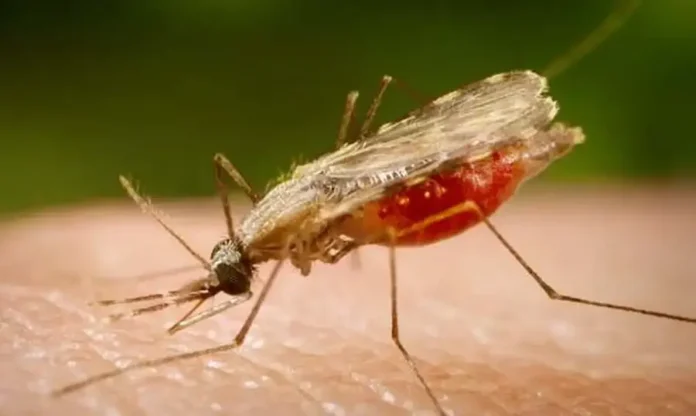 anopheles.portalbiologia (1)