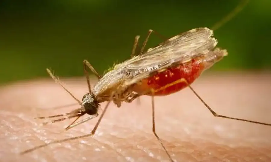 anopheles.portalbiologia (1)