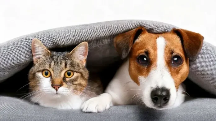 cães e gatos castração (1)