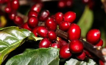 EUA isentam café, carne e petróleo de tarifa de 25%
