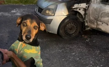Cão é resgatado após incêndio em carro em Criciúma Cão resgatado sem ferimentos em frente a Renault Clio danificado por incêndio no bairro Pedro Zanivan, em Criciúma.