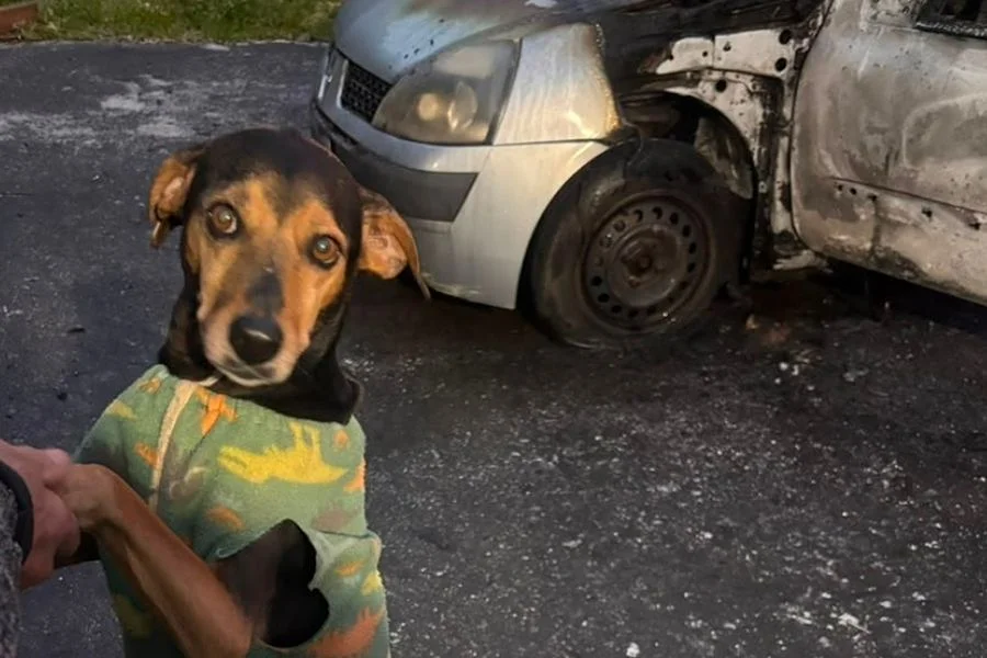 Cão é resgatado após incêndio em carro em Criciúma Cão resgatado sem ferimentos em frente a Renault Clio danificado por incêndio no bairro Pedro Zanivan, em Criciúma.