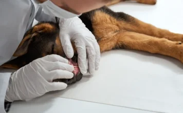 Fiocruz submete patente para diagnóstico de leishmaniose Veterinário examina cão durante atendimento, imagem ilustrativa sobre diagnóstico da leishmaniose visceral canina.