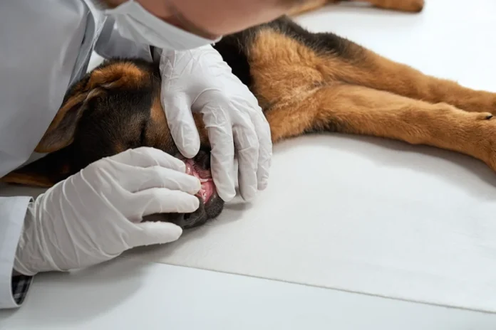 Fiocruz submete patente para diagnóstico de leishmaniose Veterinário examina cão durante atendimento, imagem ilustrativa sobre diagnóstico da leishmaniose visceral canina.