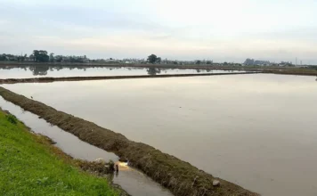 Safra de arroz em SC começa sob alerta para o El Niño Lavoura de arroz irrigado em Santa Catarina durante a preparação da safra 2026/2027, sob atenção aos impactos do El Niño.