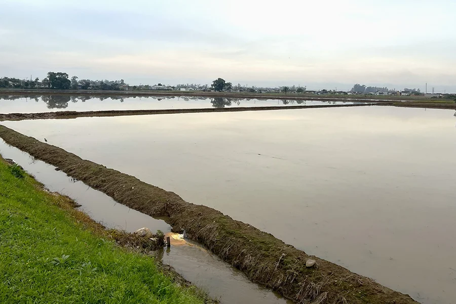 Safra de arroz em SC começa sob alerta para o El Niño Lavoura de arroz irrigado em Santa Catarina durante a preparação da safra 2026/2027, sob atenção aos impactos do El Niño.