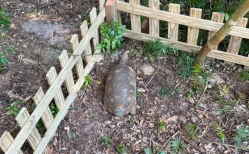 Vovô, jabuti de 30 kg, é novo morador do Dino Parque Vovô, jabuti-tinga de 27 anos e 30 kg, em seu novo espaço no Belinzoni Dino Parque, em Araranguá.