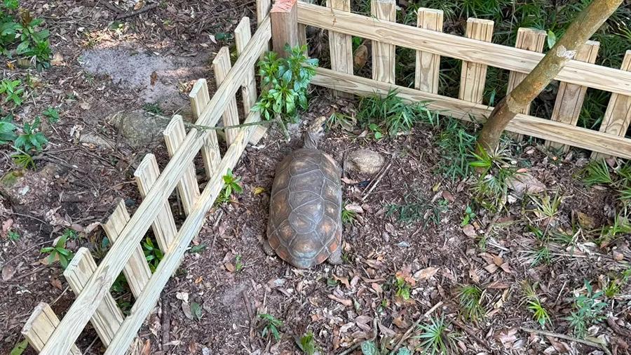 Vovô, jabuti de 30 kg, é novo morador do Dino Parque Vovô, jabuti-tinga de 27 anos e 30 kg, em seu novo espaço no Belinzoni Dino Parque, em Araranguá.