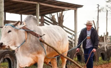 Festa do Carro de Boi tem data marcada em São João do Sul