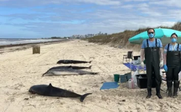 Mortes de golfinhos raros intrigam biólogos no Sul
