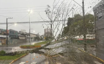 Árvore cai e bloqueia avenida em Araranguá